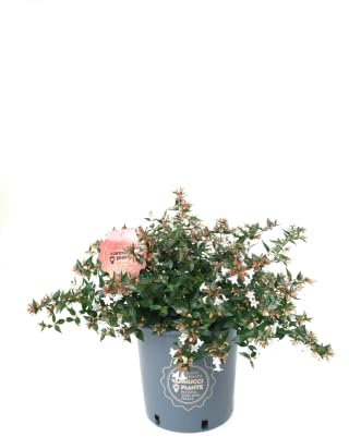 Vannucci Piante - Abelia grandiflora, pianta vera in vaso, pianta da terrazzo