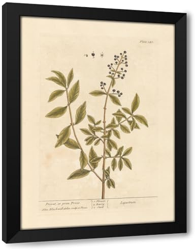 ArtDirect Privet, or prim print (1739) Custom Framed Art Print Giclee Print or Canvas Options with Various Sizes and Customization by Elizabeth Blackwell