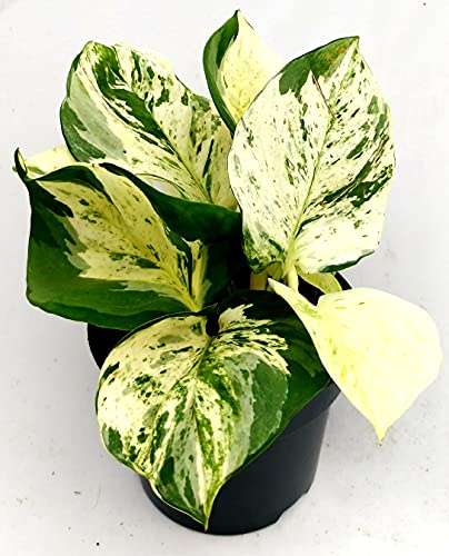 POWERS TO FLOWERS - EPIPREMNUM, SCANDENS, POTOS, HAPPY LEAF, VASO 12CM, pianta vera