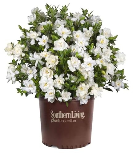 DECOALIVE Gardenia o Jazmín del Cabo Planta Arbustiva Natural, 8435712016186