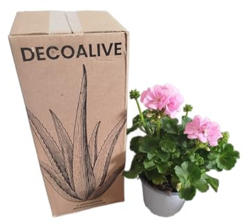 Geranio Natural con Flores Rosa DECOALIVE – Planta Viva y Resistente – Ideal para Balcones Soleados
