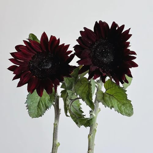 sonnenblumen sonnenblumensamen sonnenblume - gartenpflanze frühlingsblumen sommerblumen exotische zimmerpflanzen blumenwiesensaat topfpflanzen draußen winterhart winterharte stauden 130samen