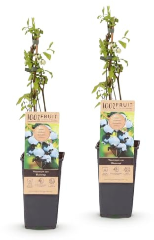 Green boutiQ - Plante fruitière - Vaccinium corymbosum Bluecrop - Myrtilles - Résistant au froid - Baies Bleues - 2 Plantes - Pot 15cm - Hauteur 50cm