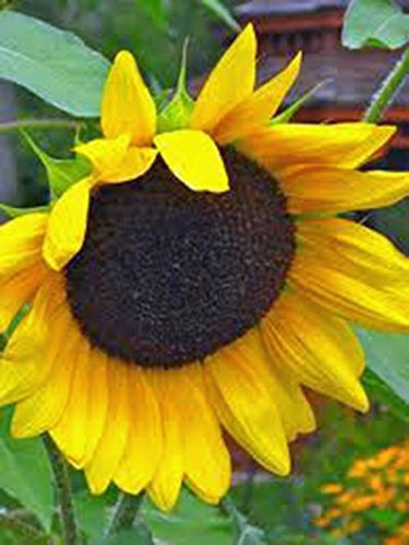 GOLDEN GIRASOLI 100 graines biologiques appena raccolte, le girasole CLASSIC