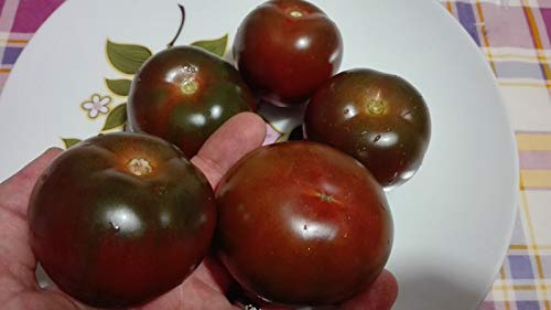 Portal Cool Pomodoro Camone, rari, italiani, selezionati, Italia, Semi, semi, pomodoro, Nero