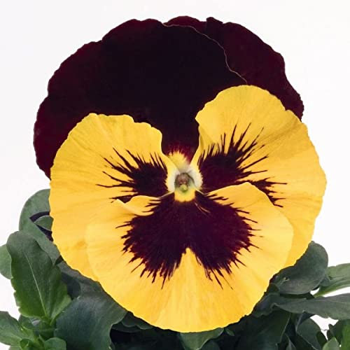 Weißes Stiefmütterchen mit rosa Augen, Viola x Wittrockiana, 50 zweijährige Stiefmütterchensamen