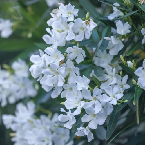 oleander frühlingsblumen sommerblumen büropflanzen dekopflanzen balkongewächshäuser blumengarten exotische zimmerpflanzen blumenwiesensaat blumenstauden winterhart blumenbeet balkon 25samen