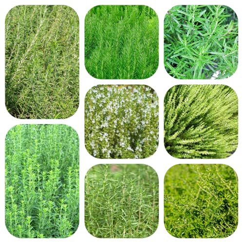 semillas de ajedrea orgánicas, balcón exterior Jardín interior, raras cobertura del suelo resistentes 420pcs