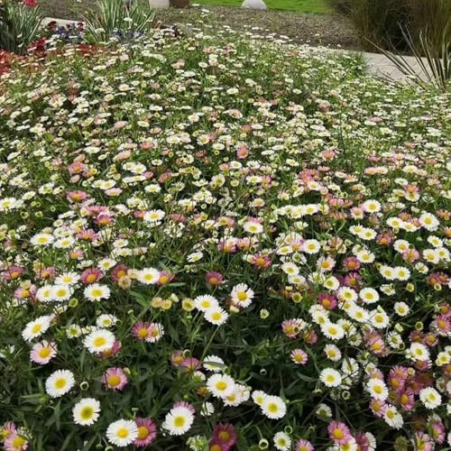 margarita española - prado de silvestres, siembra de otoño, perenne oficina bonsái semillas orgánicas primavera reales balcón 600pcs