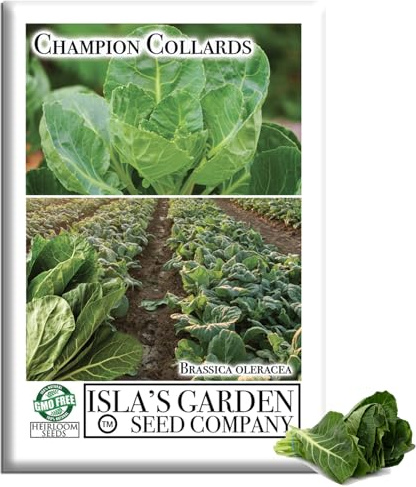 Champion Collard Greens Seeds (Brassica oleracea) – 1,000+ Non-GMO Heirloom Seeds by Isla’s Garden Seeds, Nutrient-Dense & Flavorful Greens, Fast-Growing & Productive, Perfect for Cooking & Smoothies, Great Gardening Gift