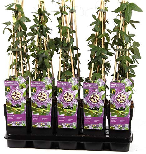 Winterharte Passionsblume Passiflora Purple Haze ca. 30 cm – Exotische, Mehrjährige Kletterpflanze mit Lila Blüten – Bienenfreundlich & Frosthart