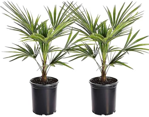 Plant in a Box - Trachycarpus Fortunei - 2er Set - Asiatische Fächerpalme - Palme Winterhart für draußen - Topf 15cm - Höhe 35-45cm