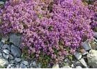 Sand-Thymian, Feld-Thymian Samen, Bodendecker mit kissenartigem Wuchs (1000 Samen)