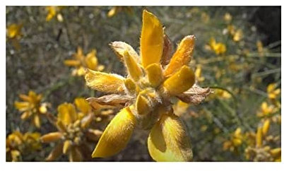 Pcs - 10x Genista Umbellata Arbuste Jardin Plantes - Graines ID1359 - Seeds & Plants Shop by Ipsa