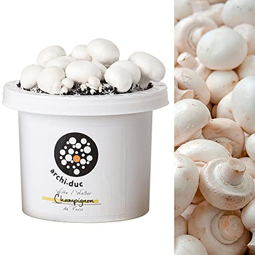 White Button Mushroom Kit | Grow Your Own Fresh Mushrooms for Cooking | Culinary Kitchen Garden