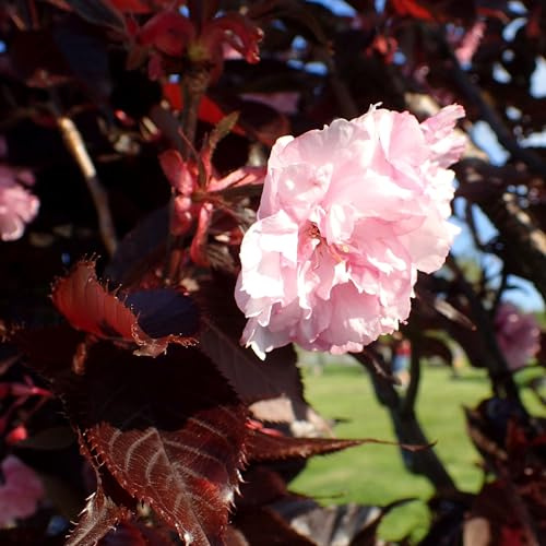Vivai le Georgiche - Pianta vera di Prunus serrulata Royal Burgundy Prunus 'Royal Burgundy' Ciliegio giapponese, Ciliegio da fiore - vaso Ø 23 cm - altezza alla vendita 180-200 cm