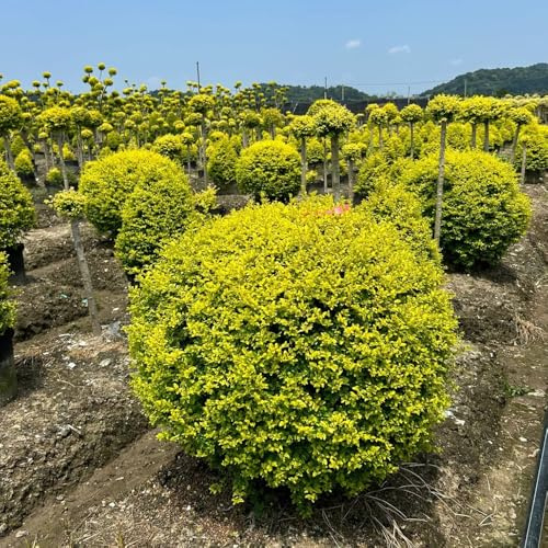Semillas de seto de aligustre, exóticas Ligustro lucidum, jardín de raras variedades antiguas para lugares soleados jardín de arbustos 250pcs