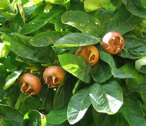 15 Seed Appariscente Mespilus, Nespolo Mespilus germanica Albero