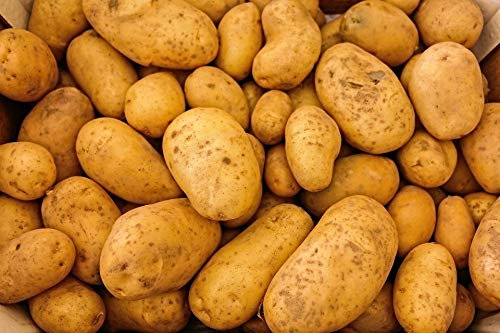 Bio Kartoffeln 6 kg Festkochend und vorwiegend festkochend