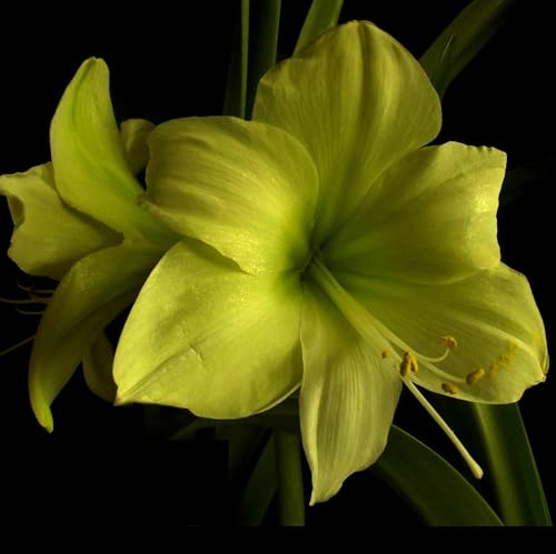 Amarylliszwiebeln : Ritterstern (Amaryllis) – Hippeastrum  Lemon Star  1 Blumenzwiebel