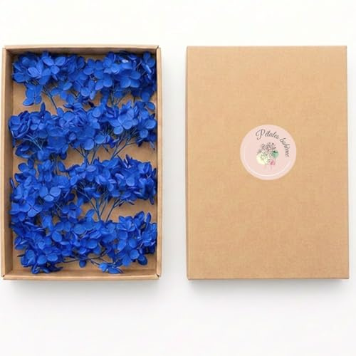 20 Brins d'hortensia stabilisé Bleu Roi Vrai Hortensia, Fleurs éternelles pour décoration Mariage DIY Artisanat Bougies Bijoux résine Mini Bouquet (Bleu)