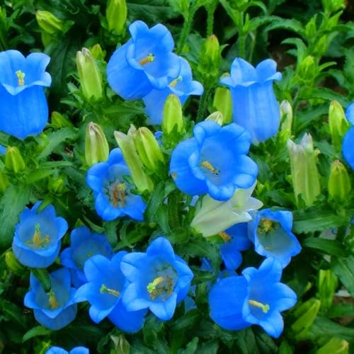 5000 Campanula Medium Bellflower Flower Seeds for Planting, Campanula Flower Seed, Non-GMO Bellflower Seeds for Garden Borders Containers Home