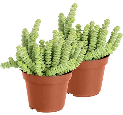 Duo de Crassula Marnieriana Plantas Suculentas Naturales Collar de Jade Pack 2 Unidades, DECOALIVE