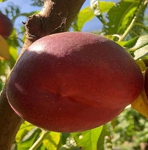 Albero Pesco Nettarina Opera - Età 3 anni