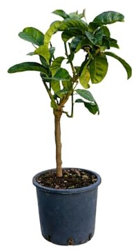 Pianta di Cedro Mano di Budda (vaso - 20) - Immagine reale
