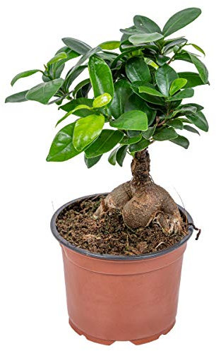 Bloomique - Ficus Ginseng - Bonsai Baum - Zimmerpflanzen - Pflegeleicht - Luftreinigend - Höhe 20-30 cm - Topf 12 cm