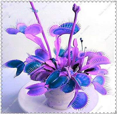 Seeds. 50 PCs/Dionaaaaaaaaaaaaaaaa Giant Giant Clips of Venus Fly Trap semi insectivori Garden of The Plant of The Rare Family Bonsai vase Plants: 2
