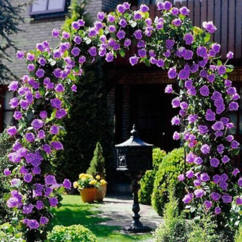 Climbing Rose Live Plant Well Rooted, No Leaf, Ready to Plant Indoor Outdoor, Climber Rose Bush, Hybrid Tea Rose Like, Very Fragrant, Long Bloomer (Purple)
