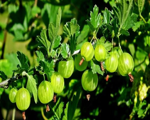 Graines de groseille à maquereau 40 pièces vertes