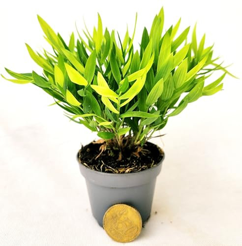 POWERS TO FLOWERS - BAMBU' NANO, IDEALE PER TERRARIUM, VASO 5,5CM DIAMETRO, Piante Vere