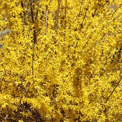 Forsythie Mindor 40-60cm - Forsythia - lebende Gartenpflanze aus den Baumschulen
