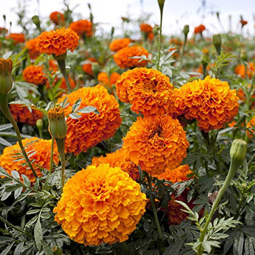 Ringelblume Bio-Samen 50 Stück Tagetes patula Bio Frisch Massiv blühende Blumenpflanzen Samen zum Pflanzen Garten Hof Dekor