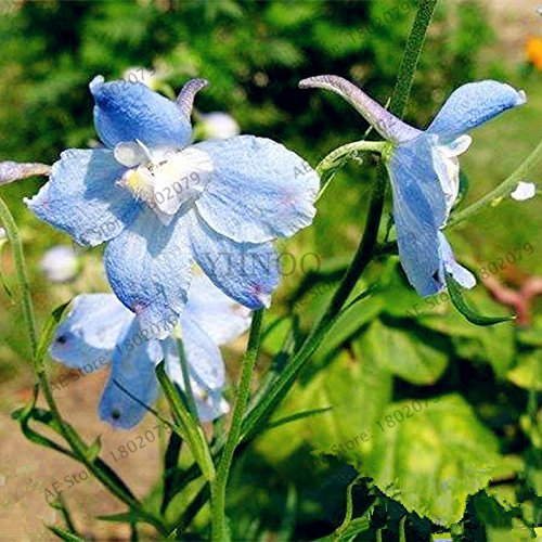 100pcs/bag Mixed Delphinium Seeds Consolida DELPHINIUM ajacis Flower Delphinium Colorful Rocket For House Garden, 11 : Seeds Only