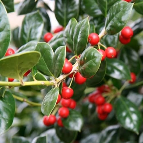 Vivai le Georgiche - Pianta vera di Ilex aquifolium Nellie Stevens - vaso Ø 18 cm