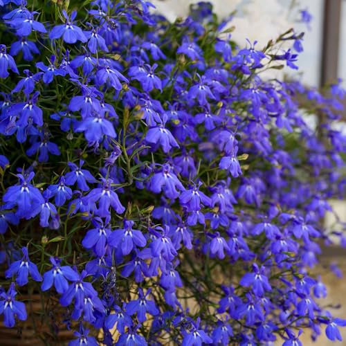 Lobelia Crystal Palace Seeds – RHS Award of Garden Merit – Half Hardy Annual – Beautiful Blue Blooms for Hanging Baskets & Pots – for Your Beautiful Garden
