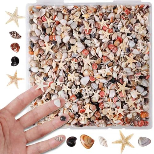 PPCLION 50pcs Tiny Strarfish&2000Pcs Tiny Mini Small Clam Sea Shells for Crafting Spiral for Crafts Charms Home Decorations Candle Decor DIY Fish Tank and Beach Vase Filler