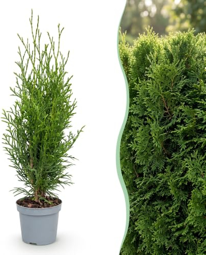 Green boutiQ - 16x Thuja occidentalis Smaragd - Arbre de vie - Plantes de haie - Persistant - Vert - Pot 9cm - Hauteur 20-30cm
