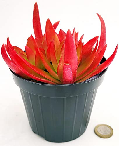 POWERS TO FLOWERS - PIANTA GRASSA, ECHEVERIA ROSSA NATURALE VULCANO VASO 11CM DIAMETRO, pianta vera