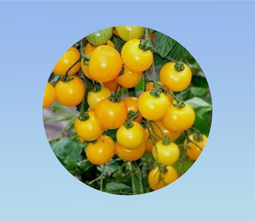 35 graines de tomate cerise jaune ola polka - petite tomate jaune - 35 seeds ola poland -