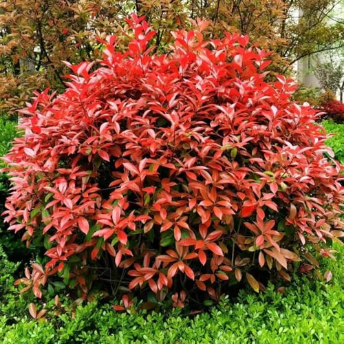 200 pz semi di nespolo rosso e pettirosso - perenni resistenti, da giardino sostenibili