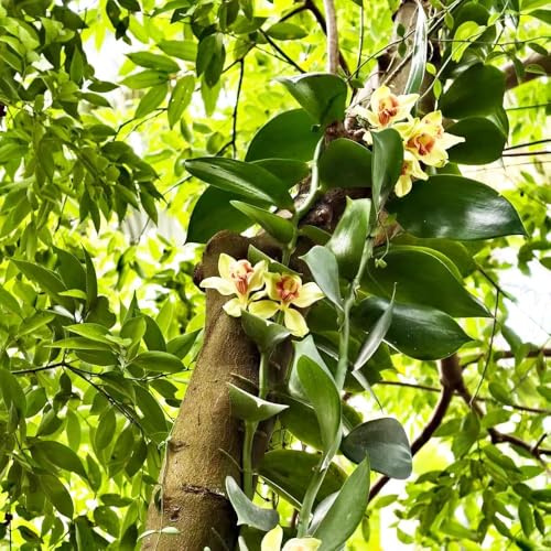 vainilla planifolia - blumensamen deko blumendeko winterharte stauden mehrjährig pflanzendeko gewächshaus balkon blumensamen pflanzenkübel blumenwiese 200samen