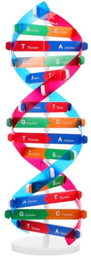 DNA Modellino, Modellino DNA Doppia Spirale - Kit di apprendimento del gene umano Modelli di struttura del Gene per l'apprendimento della genetica e l'educazione scientifica