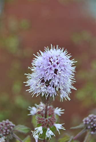 Mentha aquatica 9x9 cm Topf – Winterhart, Mehrjährig, Pflegeleicht – Wasserminze – Teichpflanze für Teichrand & Sumpfzone