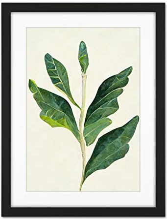Doppelganger33 LTD Detail Of Rubber Fig Plant Botanical Illustration Artwork Framed Wall Art Print 18X24 Inch