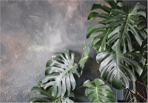 Luowenji Papier Peint Panoramique Monstera Délicieuse 400x280 cm 3D Papier Peint Intissé Plantes Tropicales Vertes Photo Trompe l'oeil Poster Geant Mural Salon Chambre Enfant Chambre Murale a.46