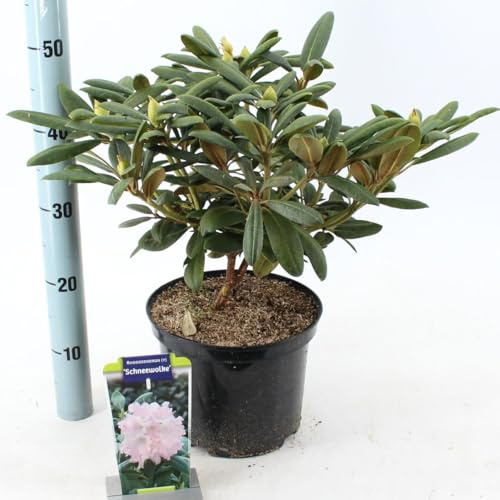 Fresh Plants - Rhododendron Schneewolke en pot Ø23cm hauteur 40cm